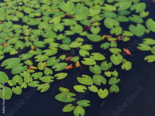 水生植物　カガブタ