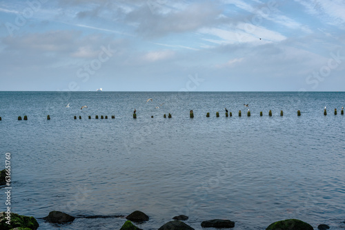 Seagulls sit on stones on Vistula Spit. Baltiysk. Russia