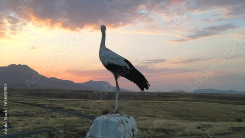 The stork's lifestyle, travel, observations and nature in the city life