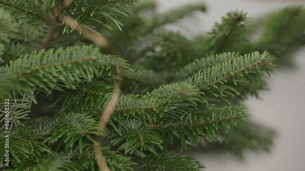 Slow motion man decorating green christmass tree with light garland
