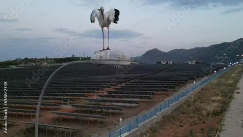 The stork's lifestyle, travel, observations and nature in the city life