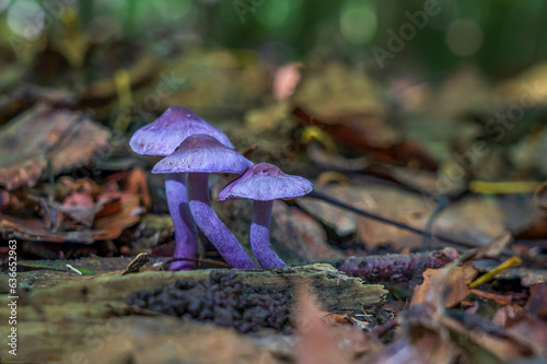 These beautiful specimens of the Lilac Fibrecap (Inocybe lilacina) were photographed in the Balijbos in Zoetermeer photo