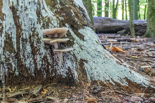 Some beautiful specimens of the Pluteus salicinus in the Balijbos in Zoetermeer photo