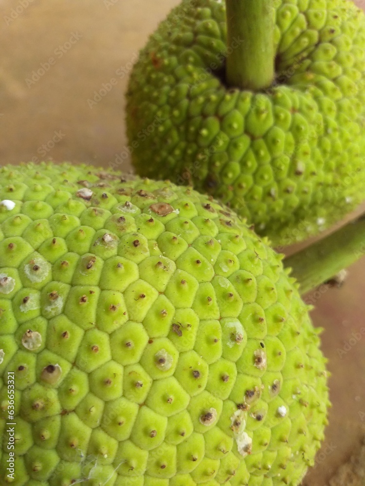 A picture of a breadfruit on the ground A picture of a breadfruit on the ground