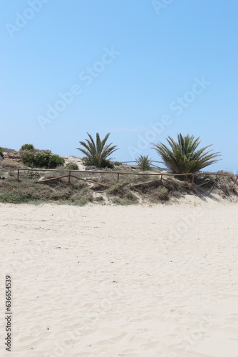 palmy na plaży  © Piotr