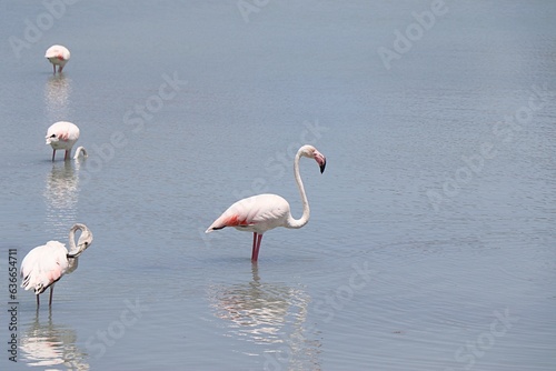 staw z flamingami