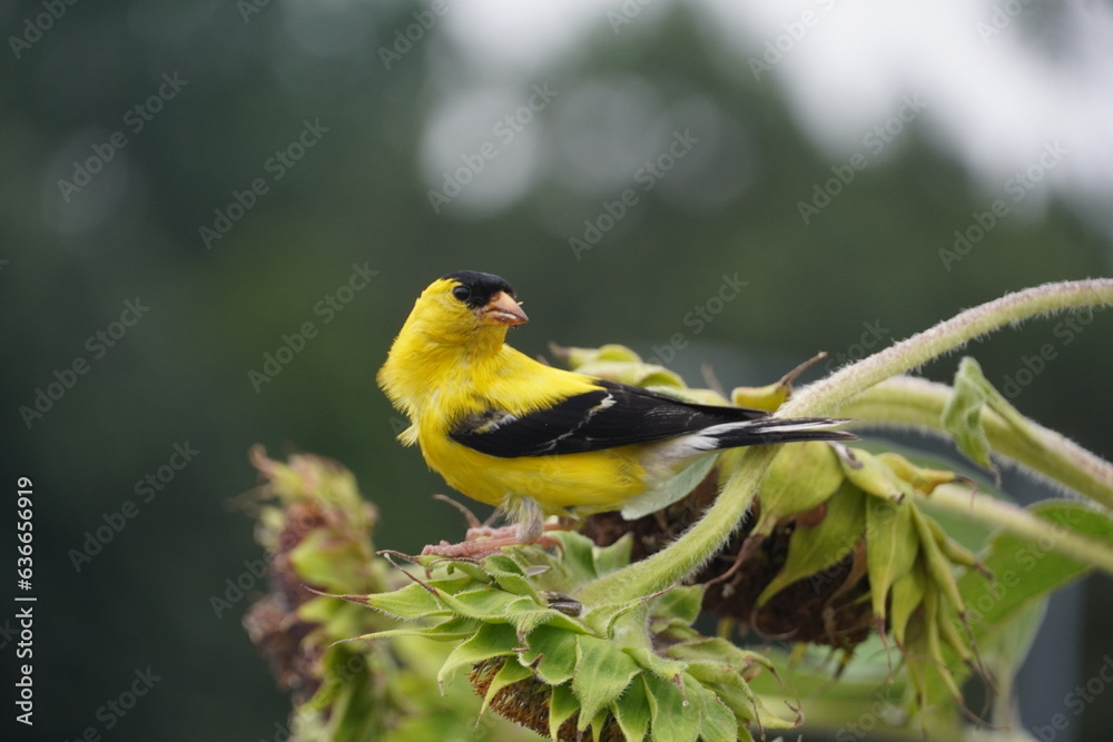 american goldfinch standing on top of sunflower american goldfinch standing on top of sunflower