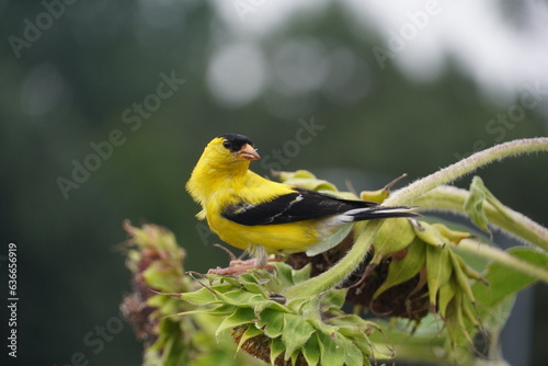 american goldfinch standing on top of sunflower