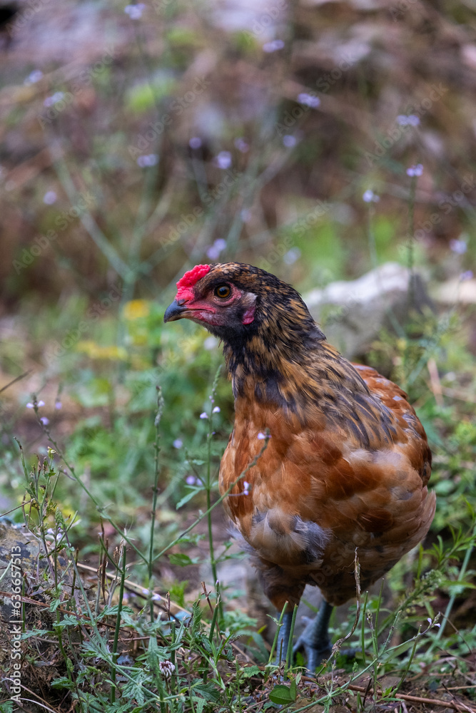 Fototapeta premium hen in the grass