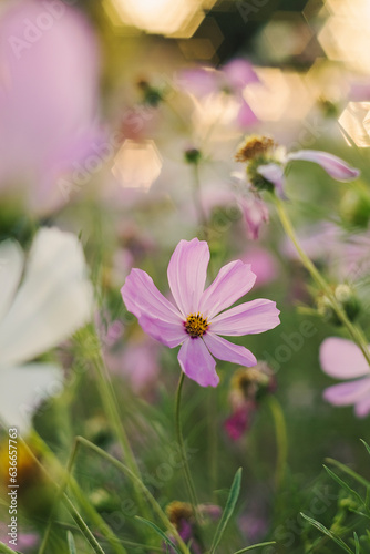 Blooming pink cosmos flower at sunset on a blurred background.