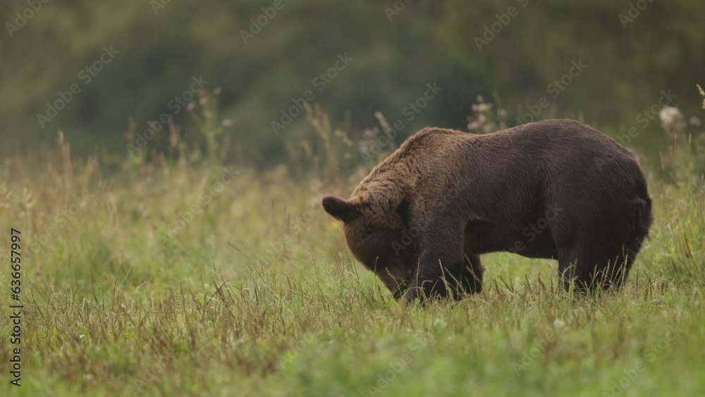 Niedźwiedź brunatny (Ursus arctos) Niedźwiedź brunatny (Ursus arctos)