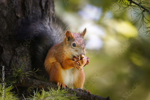 Red Squirrel climbing up in a tree...