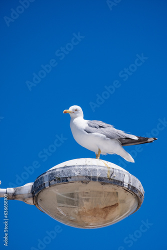 seagull on the beach