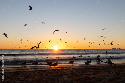 Seagulls flying all over the sea at sunset © KONSTANTIN SHISHKIN