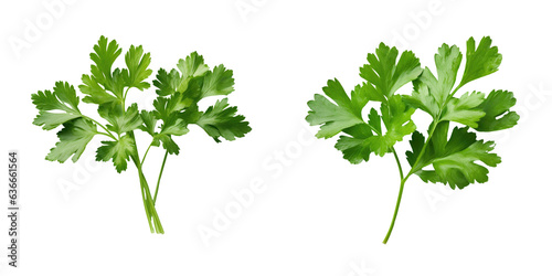 Parsley leaves in a closeup on transparent background