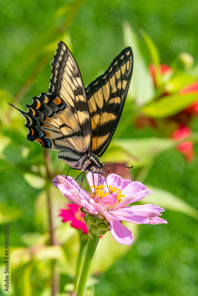 Yellow swallowtail butterfly feeding from pink zinnia flower blooming in garden Yellow swallowtail butterfly feeding from pink zinnia flower blooming in garden