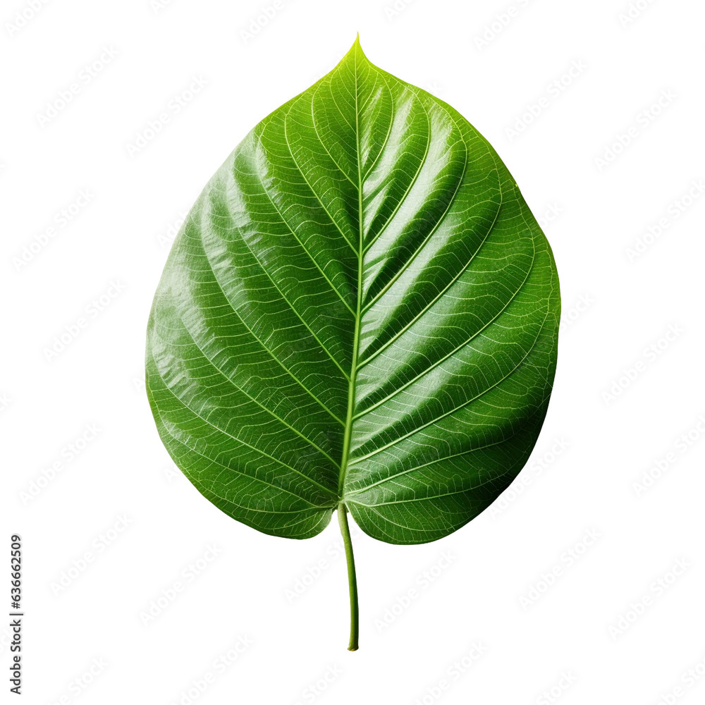 Obraz premium Green leaf isolated on transparent background