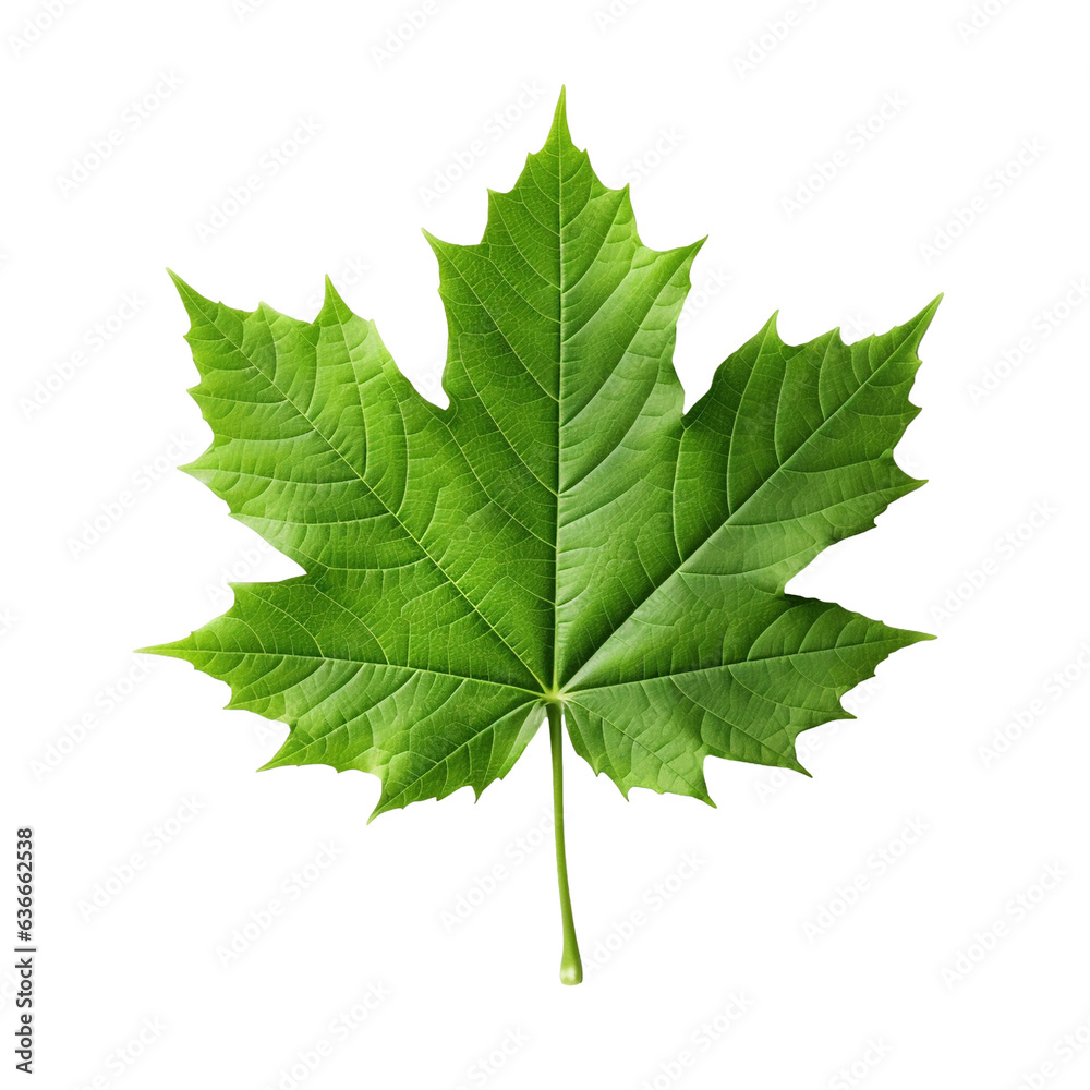 Green maple leaf isolated on transparent background Green maple leaf isolated on transparent background
