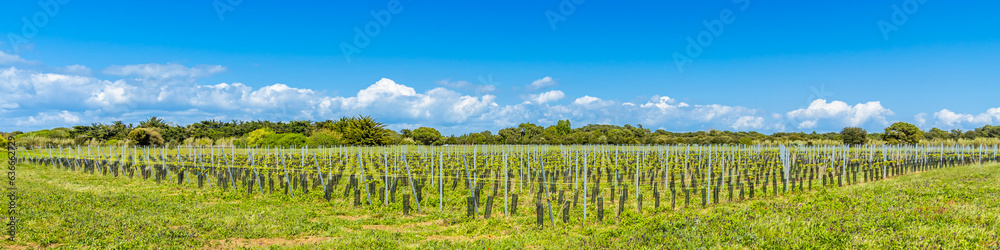 Vineyard of the Ile de Ré island in Sainte-Marie-de-Ré, France on a sunny day Vineyard of the Ile de Ré island in Sainte-Marie-de-Ré, France on a sunny day