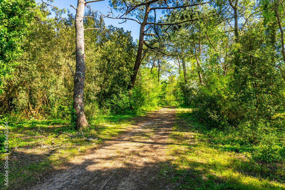Forest path of the Ile de Ré island in Sainte-Marie-de-Ré, France on a sunny day of spring Forest path of the Ile de Ré island in Sainte-Marie-de-Ré, France on a sunny day of spring