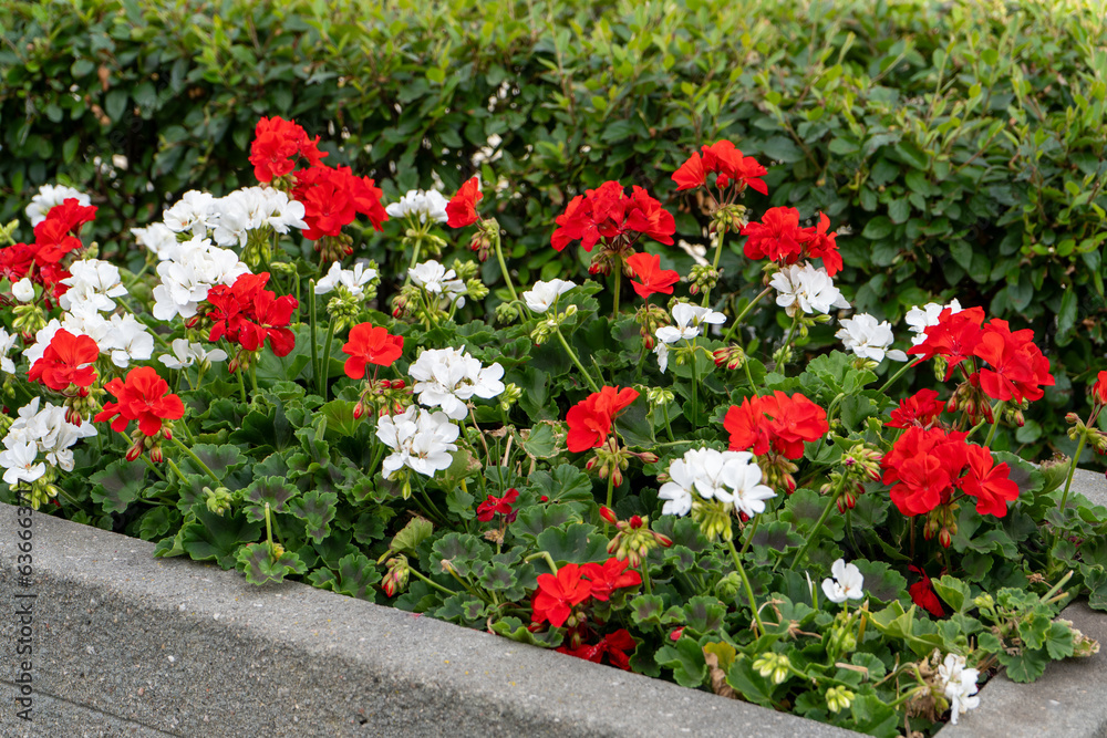 Fototapeta premium Red and white geraniums on the street. Flowering pelargonium in a flower bed. Summer flower bud. Plant bush. Garden background design. Petal blooming. Horticulture and gardening
