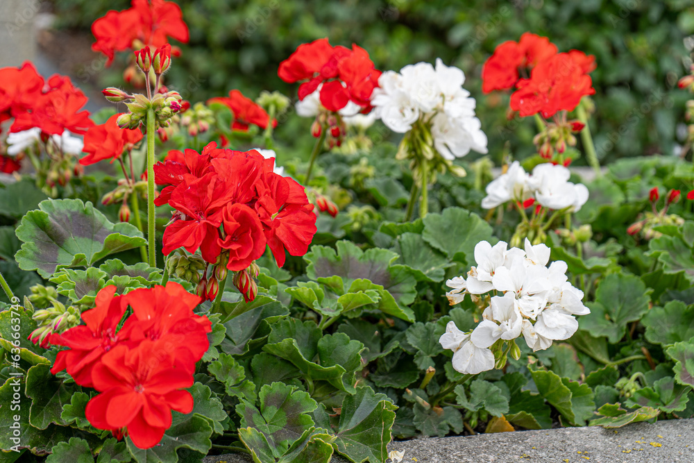Red and white geraniums on the street. Flowering pelargonium in a flower bed. Summer flower bud. Plant bush. Garden background design. Petal blooming. Horticulture and gardening Red and white geraniums on the street. Flowering pelargonium in a flower bed. Summer flower bud. Plant bush. Garden background design. Petal blooming. Horticulture and gardening
