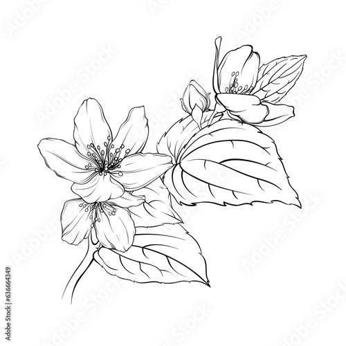 monochrome illustration of jasmine flowers, elegant fragrant flowers, delicate petals and leaves sketch