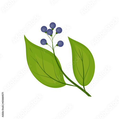 Camphor. A branch of a plant with leaves and berries. Vector