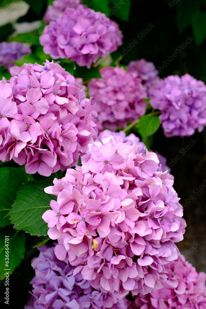 pink hydrangea flowers