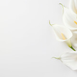 white tulips on a table