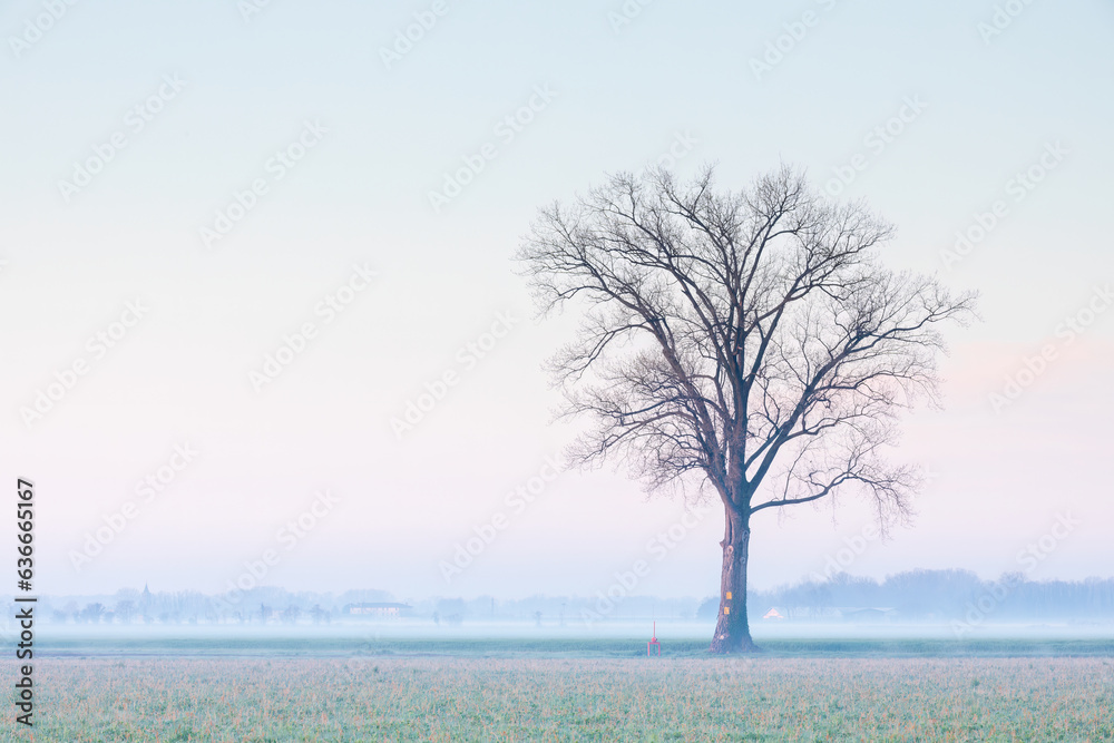 Grande albero solitario senza foglie sulla verde campagna coltivata in inverno al mattino con un po' di nebbia. Grande albero solitario senza foglie sulla verde campagna coltivata in inverno al mattino con un po' di nebbia.
