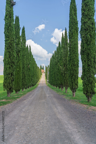 Tuscan Landscape, Cypress Alley of Agriturismo Covili, the Farmhouse Poggio Covili in Tuscany, Italy