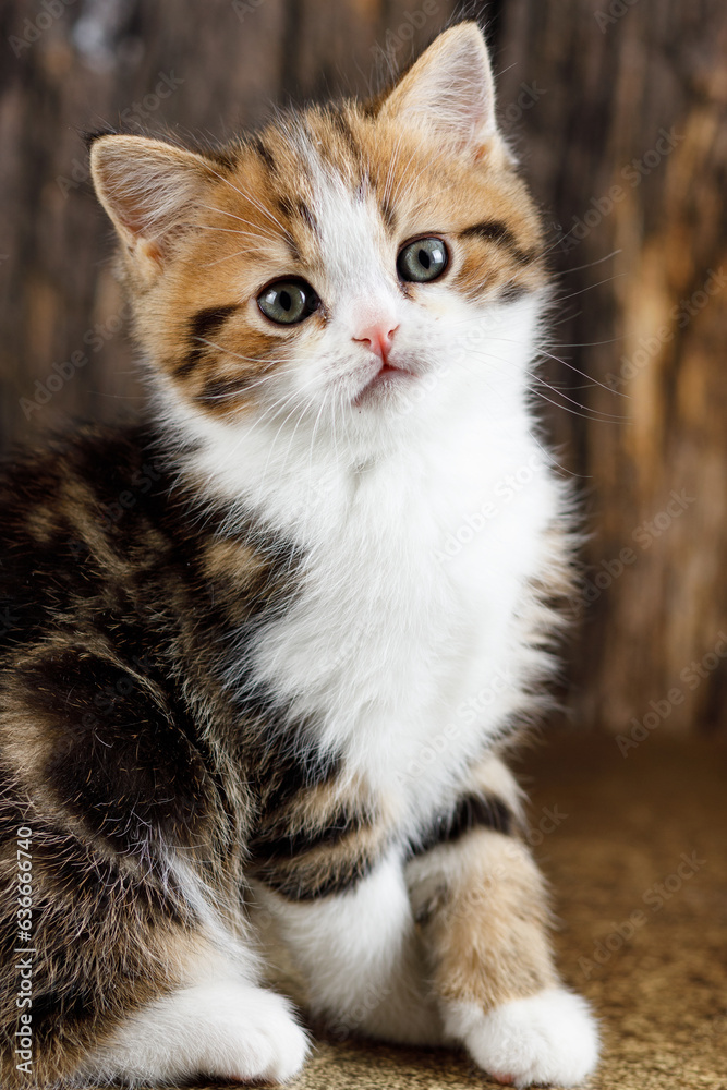 Portrait of a colorful little beautiful kitten