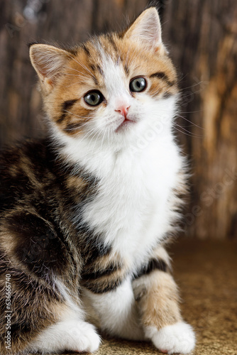 Portrait of a colorful little beautiful kitten