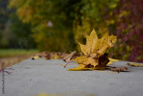 Blatt