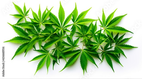 Green Cannabis Leaves Isolated on White Background. Growing Medical Marijuana Plant with Sativa Leaf. Hashish and Smoke Concept  Generative AI