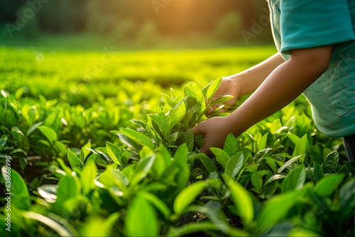 Premium Assam Tea Leaves in Hand - Harvesting and Selection of Ripe, Green Tea Leaves for Quality Control and Healthy Organic Farming in Thailand's Tea Gardens: Generative AI