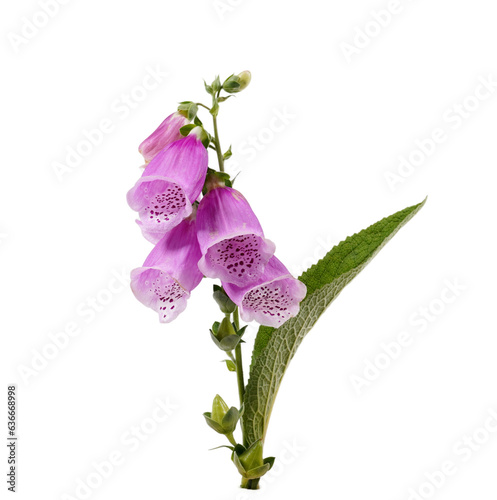 Fingerhut Digitalis purpura