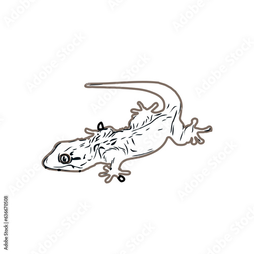 color sketch of gecko with transparent background