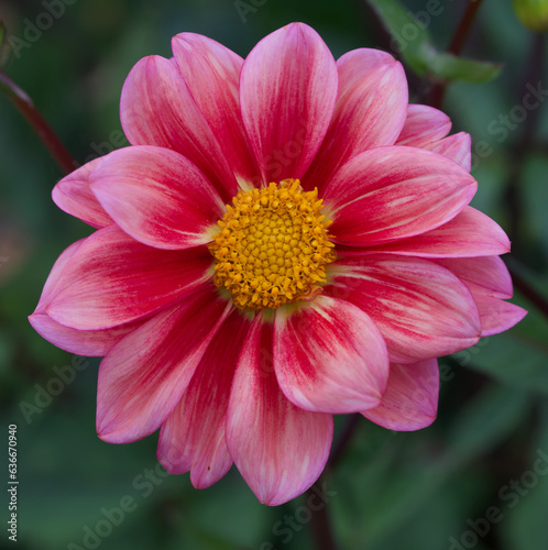 Beautiful close-up of a red dahlia