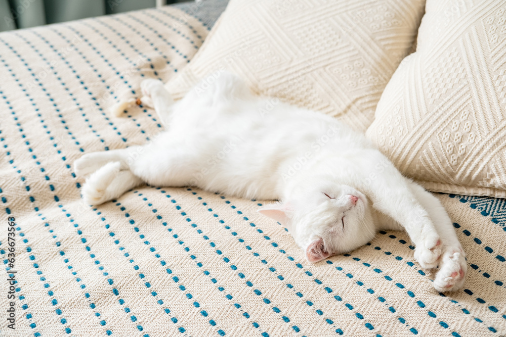 Cute short hair white cat lying on the bed at bedroom. Modern bedroom interior with cat lying on bed. Cozy home background.