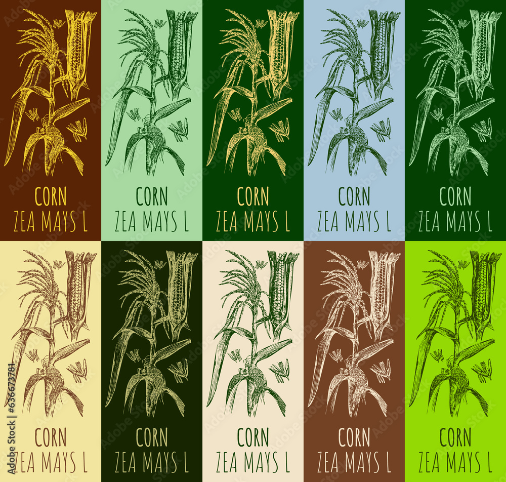 Set of  drawing CORN in various colors. Hand drawn illustration. The Latin name is ZEA MAYS L.