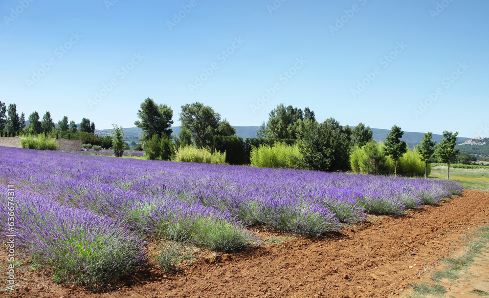 Obraz premium Lavendel in der Provence