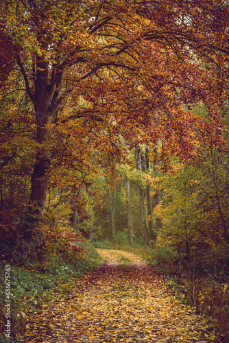Autumn forest, romantic, misty, foggy landscape. Vintage looking nature photo © Gaschwald