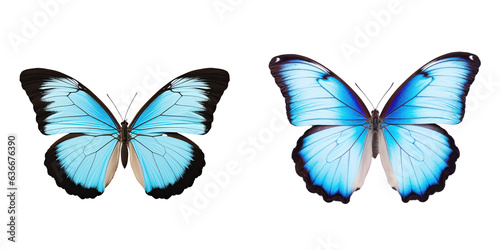Isolated butterfly with two colors transparent background © TheWaterMeloonProjec