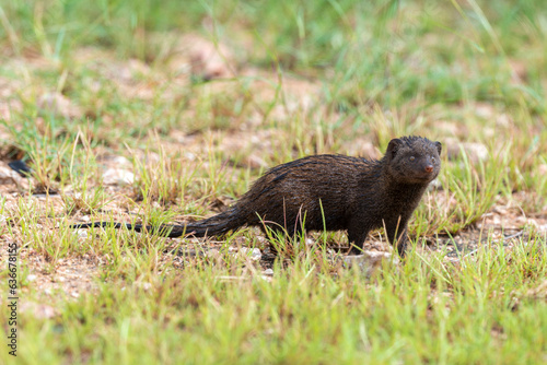 Mangouste des marais, Atilax paludinosus, Parc national Kruger, Afrique du Sud