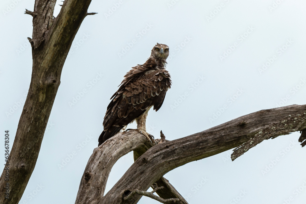 Aigle martial, Polemaetus bellicosus, Martial Eagle