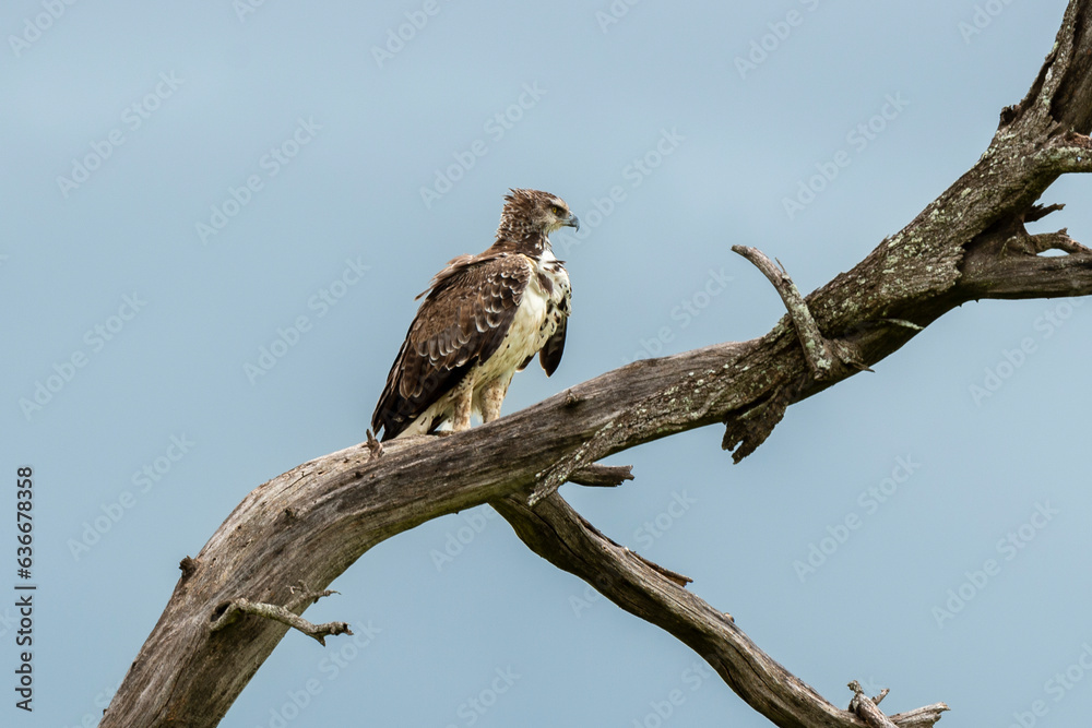 Aigle martial, Polemaetus bellicosus, Martial Eagle Aigle martial, Polemaetus bellicosus, Martial Eagle
