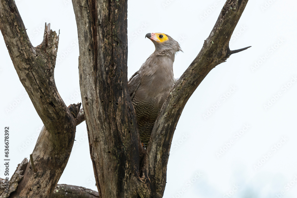 Gymnogène d'Afrique,.Polyboroides typus, African Harrier Hawk, Afrique du Sud Gymnogène d'Afrique,.Polyboroides typus, African Harrier Hawk, Afrique du Sud