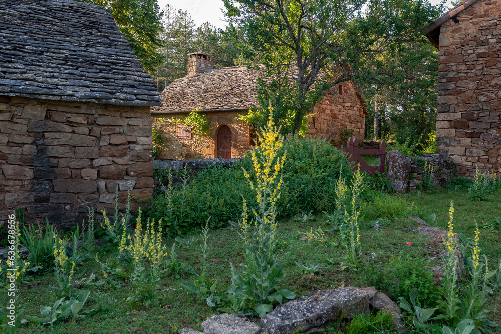 Molène, Bouillon blanc, herbe de Saint Fiacre, Borie, maison caussenarde, Rivière sur Tarn, 12, Aveyron, Parc naturel régional des Grands Causses, France Molène, Bouillon blanc, herbe de Saint Fiacre, Borie, maison caussenarde, Rivière sur Tarn, 12, Aveyron, Parc naturel régional des Grands Causses, France